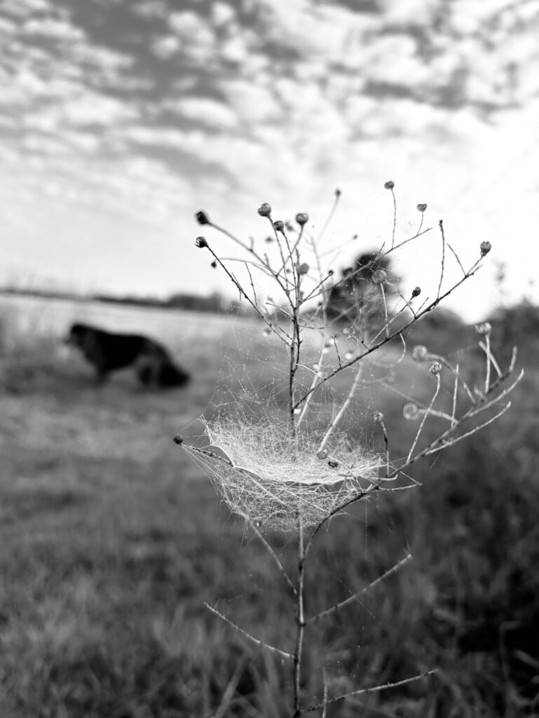 Dede Hatch;Being Supported #2;Archival Pigment Print;6;8;;250;